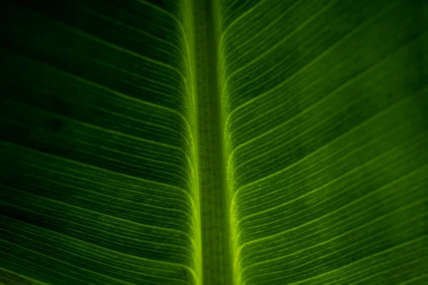 Abstract Closeup Green Leaf Feather Vein Pattern —  Fotos de Stock