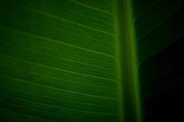 Abstract Closeup Green Leaf Feather Vein Pattern — Stock Fotó