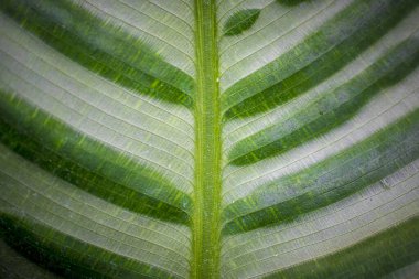 Tüylü yeşil yaprağın soyut yakın plan görüntüsü.