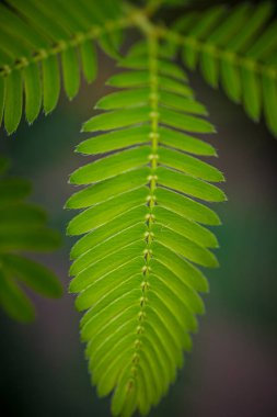 Bir mimoza pudika yaprağının yakın çekim görüntüsü, aynı zamanda hassas bitki, uykulu bitki, aksiyon bitkisi, dokun-bana-dokunma ya da utanma bitkisi olarak da bilinir.