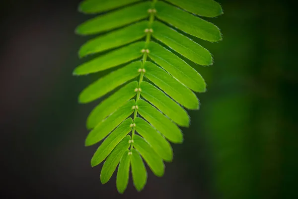 Close Shot Leaf Mimosa Pudica Also Called Sensitive Plant Sleepy — Stock Fotó
