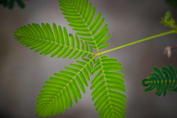 Close Shot Leaf Mimosa Pudica Also Called Sensitive Plant Sleepy — Stock Fotó