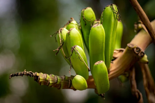 Closeup shot of small growing banana's on the branch of a banana tree