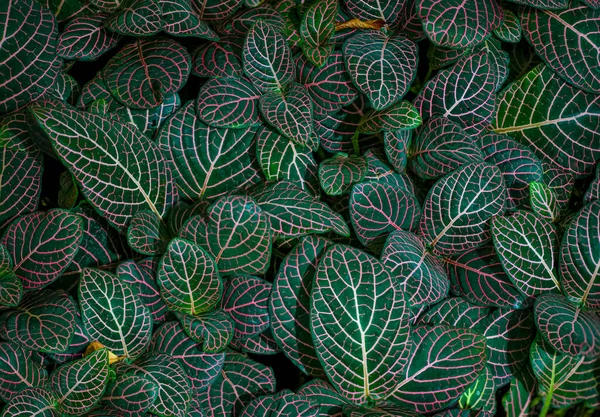 Closeup Shot Fittonia Albivenis Leaves Nerve Patterns Also Known Nerve — Stock Photo, Image