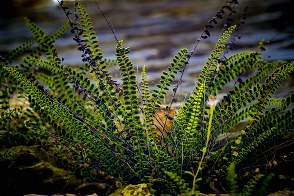 Asplenium Trichomanes Maidenhair Spleenwort Small Fern Growing Wall — Stock Fotó