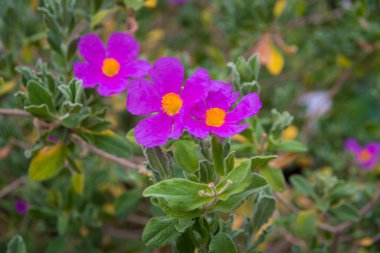 Kistus albidus, Kistaceae familyasından, Güneybatı Avrupa ve Batı Afrika 'ya özgü pembe-mor çiçekleri bulunan, kırsal yapraklı bir bitki türüdür..