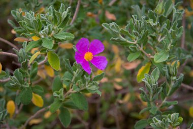 Kistus albidus, Kistaceae familyasından, Güneybatı Avrupa ve Batı Afrika 'ya özgü pembe-mor çiçekleri bulunan, kırsal yapraklı bir bitki türüdür..