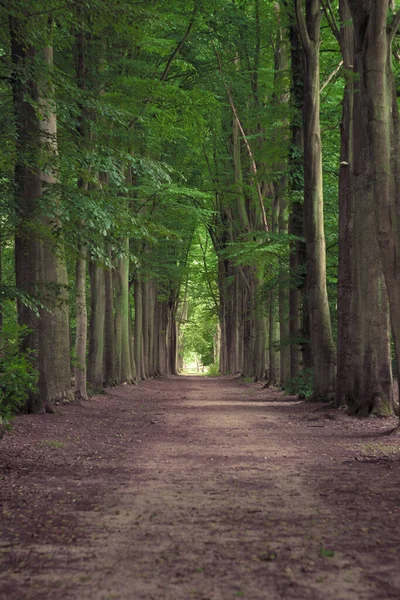 Tree Lined Hiking Path Mastenbos Kapellen Antwerp Province Belgium Vertical — Foto de Stock