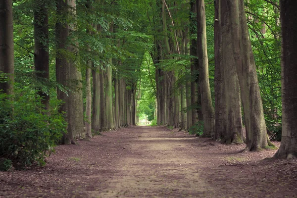 Tree Lined Hiking Path Mastenbos Kapellen Antwerp Province Belgium Horizontal — Foto de Stock