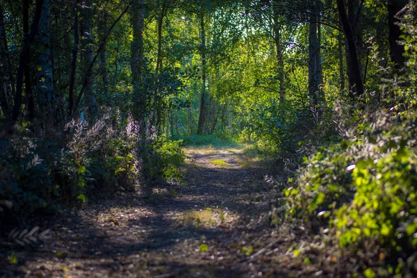 View Hiking Path Bospolder Natuurpunt Area Ekeren Antwerp Belgium Beauty — Stock fotografie