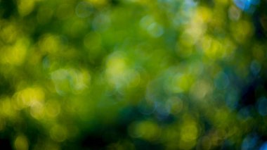 Abstract blurry background with green bokeh balls and circles , deliberately out of focus taken shot. 16:9 aspect ratio.