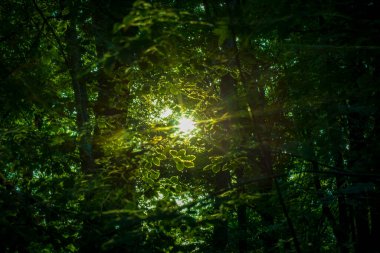 Sun shining through the thick foliage of a forest during golden hour. Abstract nature photography