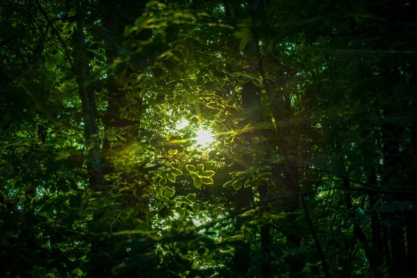 Sun Shining Thick Foliage Forest Golden Hour Abstract Nature Photography — Stock Photo, Image