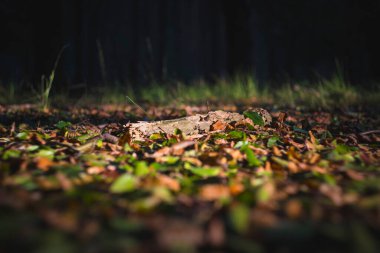Decay of nature, piece of dead wood lying in the early autumn leaves during golden hour in the forest