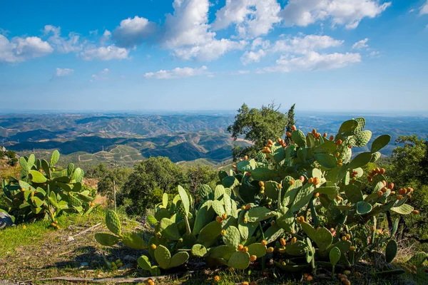 Kilátás Picotából Monchique Közelében Algarve Ban Portugáliában Serra Monchique Völgyébe — Stock Fotó