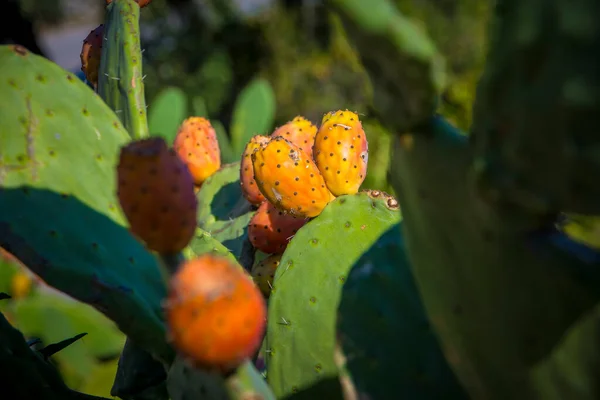 Naranja Peras Espinosas Creciendo Cactus Primer Plano Detalle —  Fotos de Stock