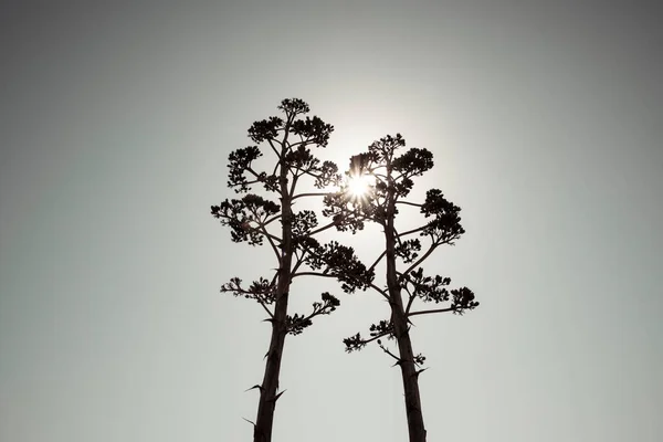 Дві Сальмиани Агави Вертикального Квіткового Стебла Силуеті Сірим Тонуванням Низький — стокове фото