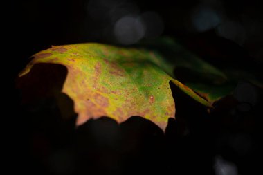 Mevsim değişimi, sonbahar bir yaprağın rengine yansıyor.