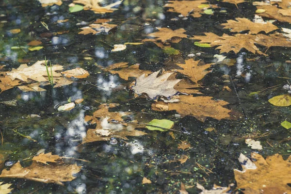 Осіннє Листя Плаває Воді Лісі — стокове фото