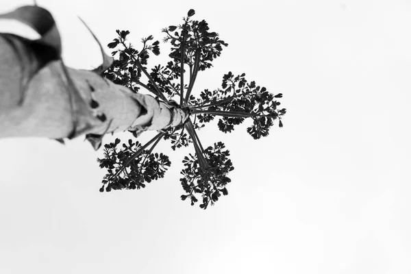 Чорно Білий Знімок Вертикального Квіткового Стебла Agave Salmiana Силуеті Низький — стокове фото