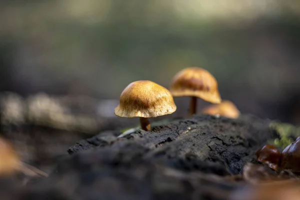 Gymnopilus Sapineus Commonly Known Scaly Rustgill Small Widely Distributed Mushroom — Stock Photo, Image