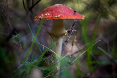 Amanita muscaria 'nın bulanık seçici odak noktası (yaygın olarak 