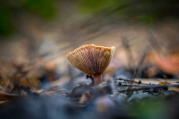 Closeup Shot Lactarius Tabidus Commonly Known Birch Milkcap Inedible Mushroom — Stock Photo, Image