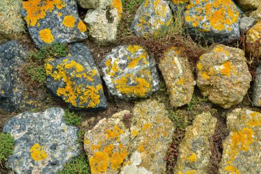 Land 's End' deki Greeb Çiftliği 'nin Lichen kaplı duvarı Batı Cornwall, İngiltere' de bir burnu ve tatil kompleksi.