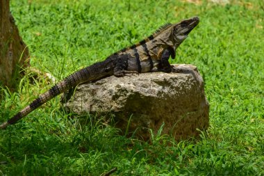 Uxmal 'da bir iguana, Meksika' da antik bir Maya şehri.
