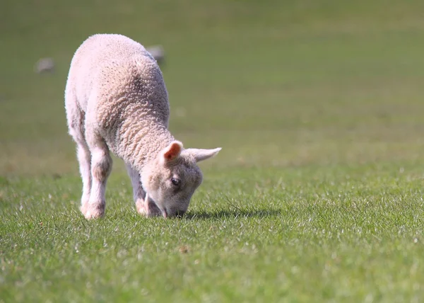 Spring Lamb — Stock Photo, Image