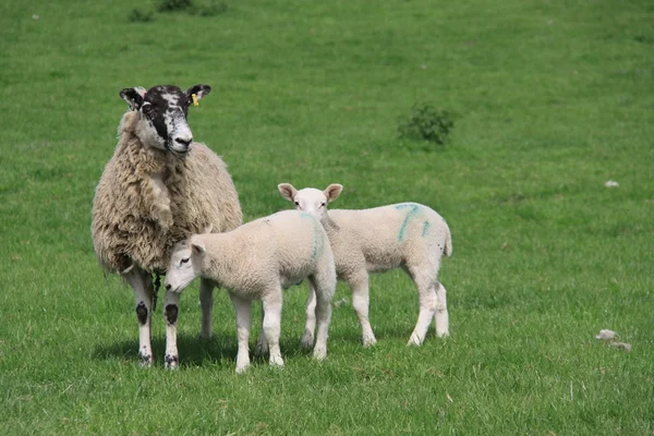 Sheep Family — Stock Photo, Image