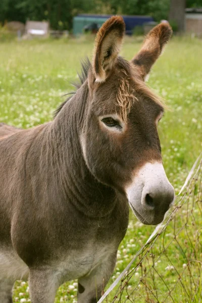 Burro. — Foto de Stock