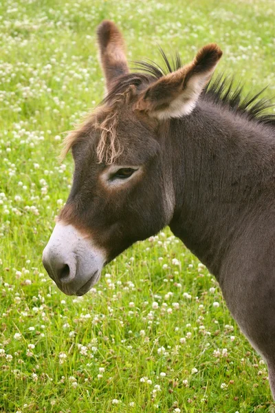 Burro. — Foto de Stock