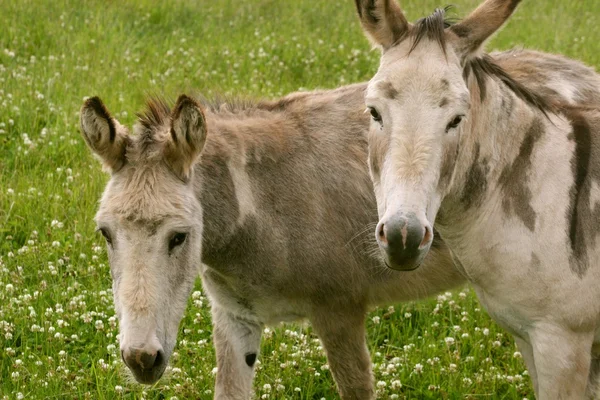 Donkeys — Stock Photo, Image