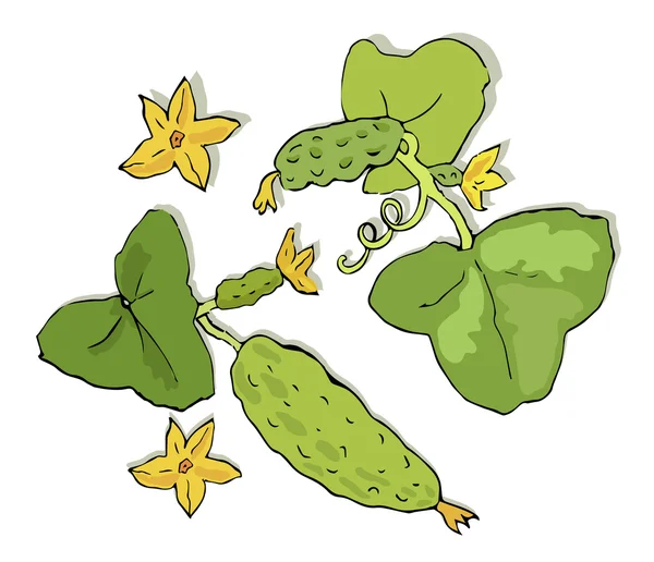 Green cucumbers branch — Stock Vector