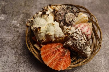 Eskimiş deniz kabuğu kabuğu arka planı. Tropik deniz kabuğu duvar kağıdı