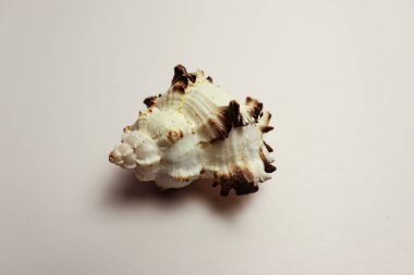 Eskimiş deniz kabuğu kabuğu arka planı. Tropik deniz kabuğu duvar kağıdı