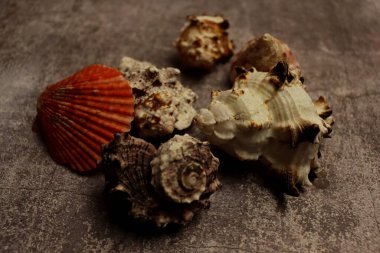 Eskimiş deniz kabuğu kabuğu arka planı. Tropik deniz kabuğu duvar kağıdı