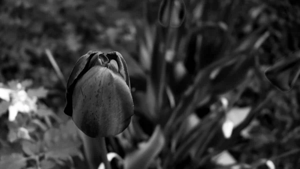 Vacker Trädgård Bakgrund Med Blommor Delikat Blomma Tapet — Stockfoto