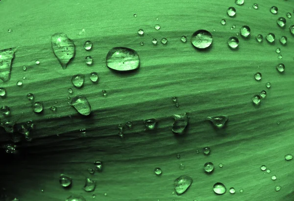 Beautiful natural texture with rain drops on big green leaf