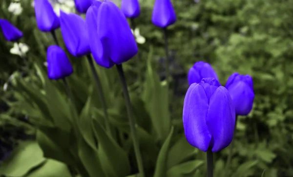 Hermoso Fondo Jardín Con Flores Delicado Fondo Pantalla Flores — Foto de Stock