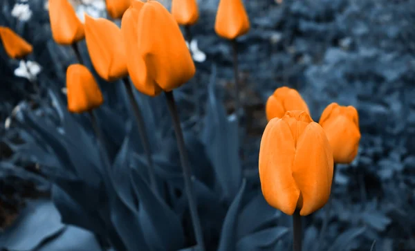 Krásné Zahradní Pozadí Květinami Jemná Květinová Tapeta — Stock fotografie