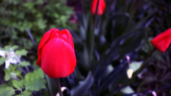 Krásné Zahradní Pozadí Květinami Jemná Květinová Tapeta — Stock fotografie