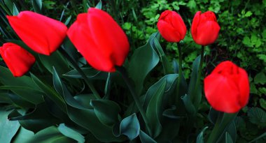 Çiçeklerle bahçeli güzel bir arka plan. Zarif çiçek duvar kağıdı