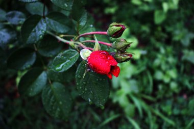 Beautiful romantic flower background with water drops on leaves