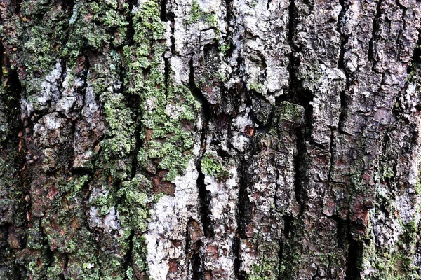 Beautiful Nature Texture Old Bark Green Moss Backdrop — Stockfoto
