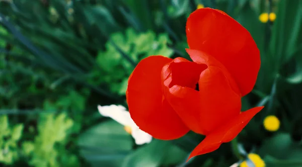 Hermoso Fondo Jardín Con Flores Delicado Fondo Pantalla Flores — Foto de Stock