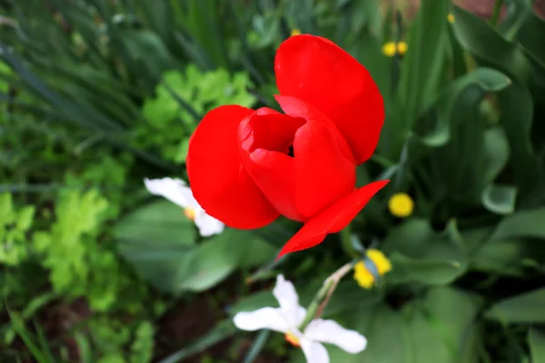 Hermoso Fondo Jardín Con Flores Delicado Fondo Pantalla Flores — Foto de Stock