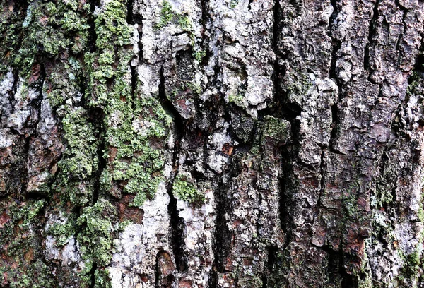 Beautiful Nature Texture Old Bark Green Moss Backdrop — Stock fotografie