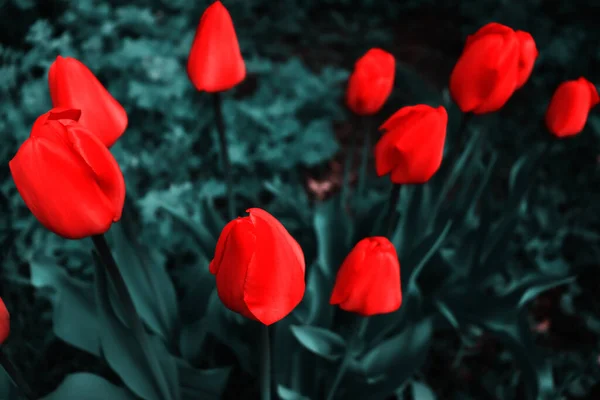 Beau Fond Jardin Avec Des Fleurs Fond Écran Fleur Délicate — Photo